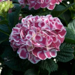 Cityline® Mars Bigleaf Hydrangea