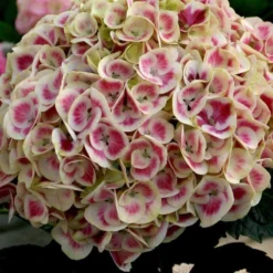 Cityline® Mars Bigleaf Hydrangea -Naty Plants Shop hydrangea cityline mars 3 sw