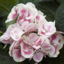 Cityline® Mars Bigleaf Hydrangea -Naty Plants Shop hydrangea cityline mars 4 sw