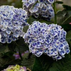 Cityline® Mars Bigleaf Hydrangea -Naty Plants Shop hydrangea cityline mars 5 sw
