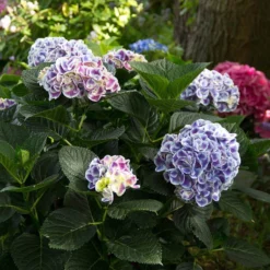 Cityline® Mars Bigleaf Hydrangea -Naty Plants Shop hydrangea cityline mars 6 sw