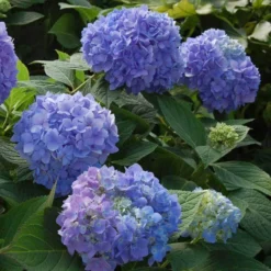 Endless Summer® Bigleaf Hydrangea -Naty Plants Shop hydrangea endless summer 2 sw