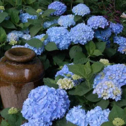 Endless Summer® Bigleaf Hydrangea -Naty Plants Shop hydrangea endless summer 21 sw