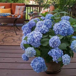 Endless Summer® Bigleaf Hydrangea -Naty Plants Shop hydrangea endless summer 24 sw