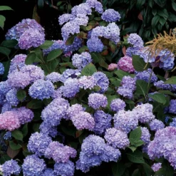 Hydrangeas For Cut Flowers Collection 9 Hydrangeas For Cut Flowers Collection -Naty Plants Shop hydrangea endless summer 25 175a0fdb a496 4e19 965b 75b1194a1d32