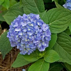 Endless Summer® Bigleaf Hydrangea -Naty Plants Shop hydrangea endless summer 28 sw