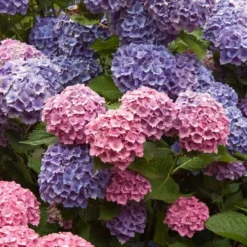 Endless Summer® Bigleaf Hydrangea -Naty Plants Shop hydrangea endless summer 4 sw