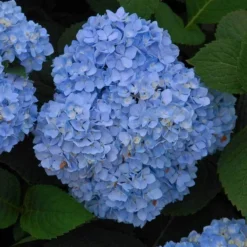 Endless Summer® Bigleaf Hydrangea -Naty Plants Shop hydrangea endless summer 5 sw
