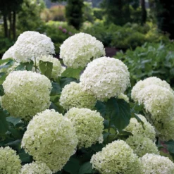 Incrediball® Smooth Hydrangea -Naty Plants Shop hydrangea incrediball 1