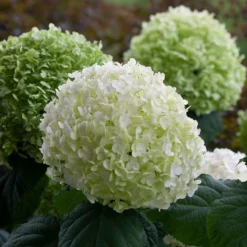 Incrediball® Smooth Hydrangea -Naty Plants Shop hydrangea incrediball 8