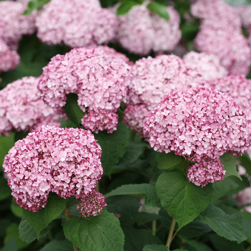 Incrediball® Blush Smooth Hydrangea 1 Incrediball® Blush Smooth Hydrangea