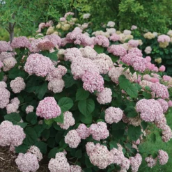 Incrediball® Blush Smooth Hydrangea 8 Incrediball® Blush Smooth Hydrangea -Naty Plants Shop hydrangea incrediball blush 3