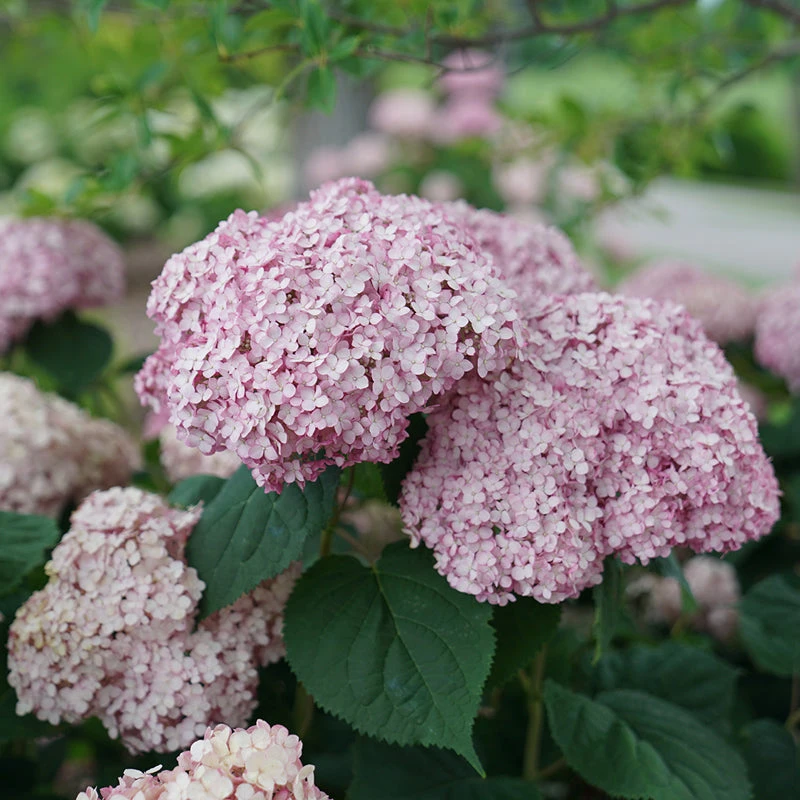 Incrediball® Blush Smooth Hydrangea 4 Incrediball® Blush Smooth Hydrangea - Image 4