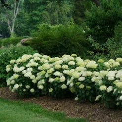 Invincibelle Limetta® Smooth Hydrangea -Naty Plants Shop hydrangea invincibelle limetta 4