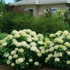 Invincibelle Limetta® Smooth Hydrangea -Naty Plants Shop hydrangea invincibelle limetta 5