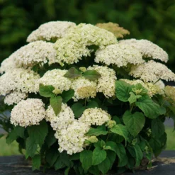 Invincibelle Limetta® Smooth Hydrangea -Naty Plants Shop hydrangea invincibelle limetta 6