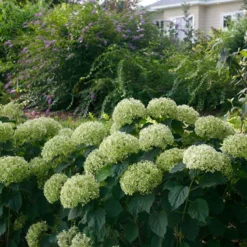 Invincibelle Limetta® Smooth Hydrangea -Naty Plants Shop hydrangea invincibelle limetta 7