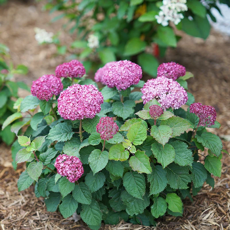Invincibelle Mini Mauvette® Smooth Hydrangea 1 Invincibelle Mini Mauvette® Smooth Hydrangea