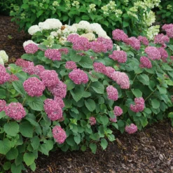 Invincibelle Mini Mauvette® Smooth Hydrangea 7 Invincibelle Mini Mauvette® Smooth Hydrangea -Naty Plants Shop hydrangea invincibelle mini mauvette 4