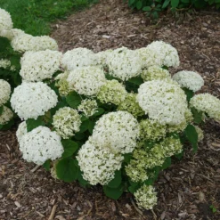 Invincibelle Wee White® Smooth Hydrangea -Naty Plants Shop hydrangea invincibelle wee white 2