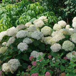 Invincibelle Wee White® Smooth Hydrangea -Naty Plants Shop hydrangea invincibelle wee white 3