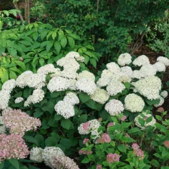 Invincibelle Wee White® Smooth Hydrangea -Naty Plants Shop hydrangea invincibelle wee white 4