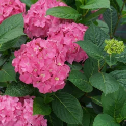 Let's Dance ¡Arriba!™ Bigleaf Hydrangea 7 Let's Dance ¡Arriba!™ Bigleaf Hydrangea -Naty Plants Shop hydrangea lets dance arriba 4