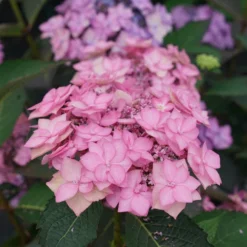 Let's Dance Can Do!® Bigleaf Hydrangea -Naty Plants Shop hydrangea lets dance can do 3