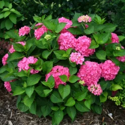 Let's Dance® Rave® Bigleaf Hydrangea -Naty Plants Shop hydrangea lets dance rave 3