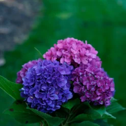 Let's Dance® Rave® Bigleaf Hydrangea -Naty Plants Shop hydrangea lets dance rave 4