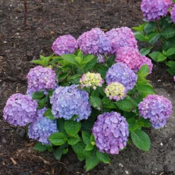 Let's Dance® Rave® Bigleaf Hydrangea -Naty Plants Shop hydrangea lets dance rave 6