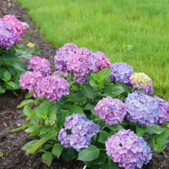 Let's Dance® Rave® Bigleaf Hydrangea -Naty Plants Shop hydrangea lets dance rave 7