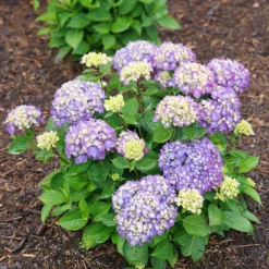 Let's Dance® Rave® Bigleaf Hydrangea -Naty Plants Shop hydrangea lets dance rave 8