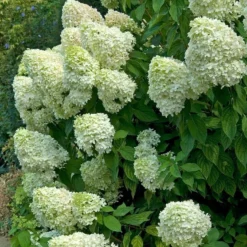 Hydrangeas For Cut Flowers Collection 7 Hydrangeas For Cut Flowers Collection -Naty Plants Shop hydrangea limelight 2 ae398252 d135 4393 8f62 2c9311897d12