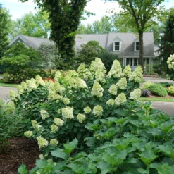Limelight Prime® Panicle Hydrangea 13 Limelight Prime® Panicle Hydrangea -Naty Plants Shop hydrangea limelight prime 1