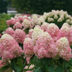 Limelight Prime® Panicle Hydrangea 14 Limelight Prime® Panicle Hydrangea -Naty Plants Shop hydrangea limelight prime 3