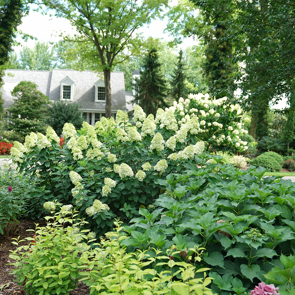 Limelight Prime® Panicle Hydrangea 4 Limelight Prime® Panicle Hydrangea - Image 4