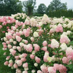 Limelight Prime® Panicle Hydrangea 12 Limelight Prime® Panicle Hydrangea -Naty Plants Shop hydrangea limelight prime 7