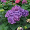 Let's Dance Big Band® Bigleaf Hydrangea