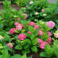 Let's Dance Big Band® Bigleaf Hydrangea 6 Let's Dance Big Band® Bigleaf Hydrangea -Naty Plants Shop hydrangea macrophylla lets dance big band 3