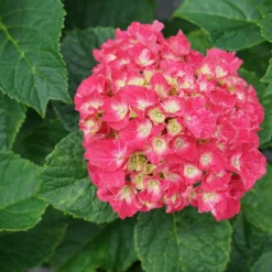 Wee Bit Grumpy® Bigleaf Hydrangea -Naty Plants Shop hydrangea macrophylla wee bit grumpy 2