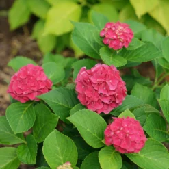Wee Bit Grumpy® Bigleaf Hydrangea -Naty Plants Shop hydrangea macrophylla wee bit grumpy
