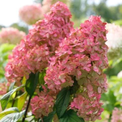 Fire Light® Panicle Hydrangea -Naty Plants Shop hydrangea paniculata fire light 3 sw