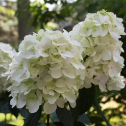Fire Light® Panicle Hydrangea -Naty Plants Shop hydrangea paniculata fire light 4 sw