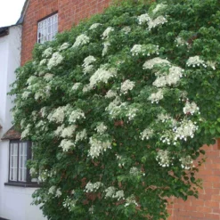 Climbing Hydrangea 8 Climbing Hydrangea -Naty Plants Shop hydrangea petiolaris 4 sw