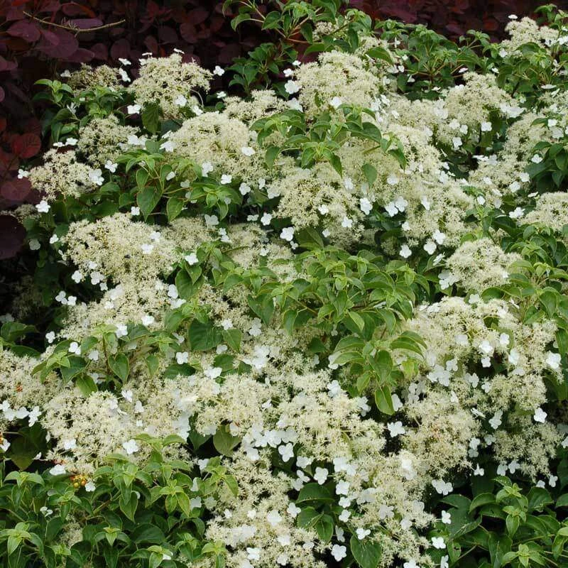 Climbing Hydrangea 5 Climbing Hydrangea - Image 5