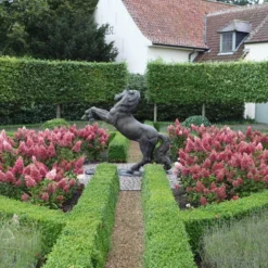 Pinky Winky® Panicle Hydrangea -Naty Plants Shop hydrangea pinky winky 3