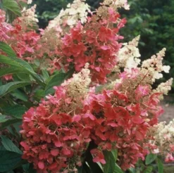 Pinky Winky® Panicle Hydrangea -Naty Plants Shop hydrangea pinky winky 4