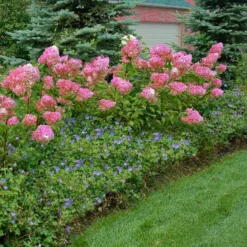 Vanilla Strawberry® Panicle Hydrangea -Naty Plants Shop hydrangea vanilla strawberry 10