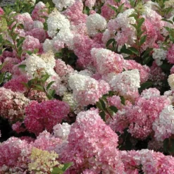 Vanilla Strawberry® Panicle Hydrangea -Naty Plants Shop hydrangea vanilla strawberry 3